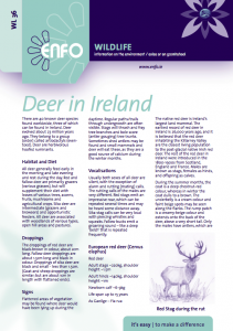 Enfo deer in Ireland